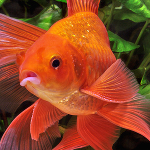 Fish Encyclopedia Pro HD