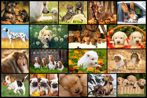 Dog Puzzles - Jigsaw Puzzle Game for Kids with Rea - náhled