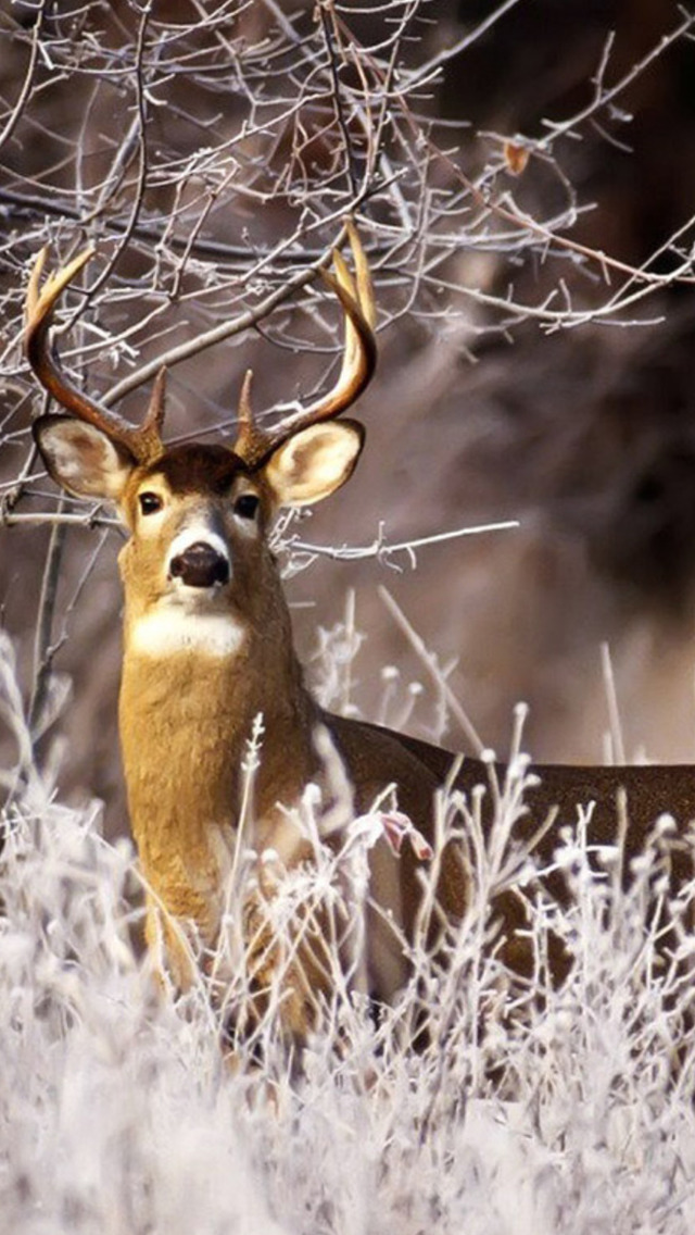 Deer Hunting Wallpapers - Best Collection Of Deer Wallpapers | Apps |  148Apps