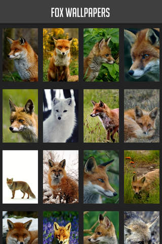 Fox Wallpapers - náhled