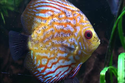 Sea Life Videos - Discover Ocean & Marine Creature - náhled